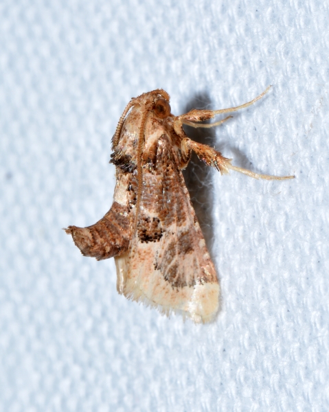 Loryma egregialis, Pyralidae